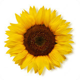 Blog CarLu - Carlinhos Maia17.0_funmod.online