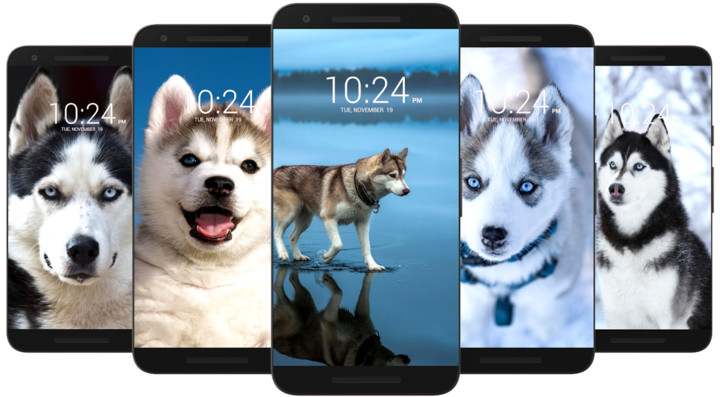 Husky Dog Wallpaper HD screenshot image 5_funmod.online