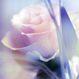 Rose Live Wallpaper7.0_funmod.online