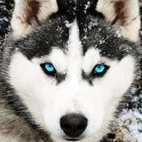 Husky Dog Wallpaper HD26_funmod.online