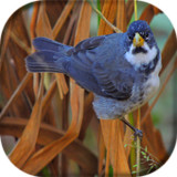 Coleiro Tui Tui Zel Zel1.2_funmod.online