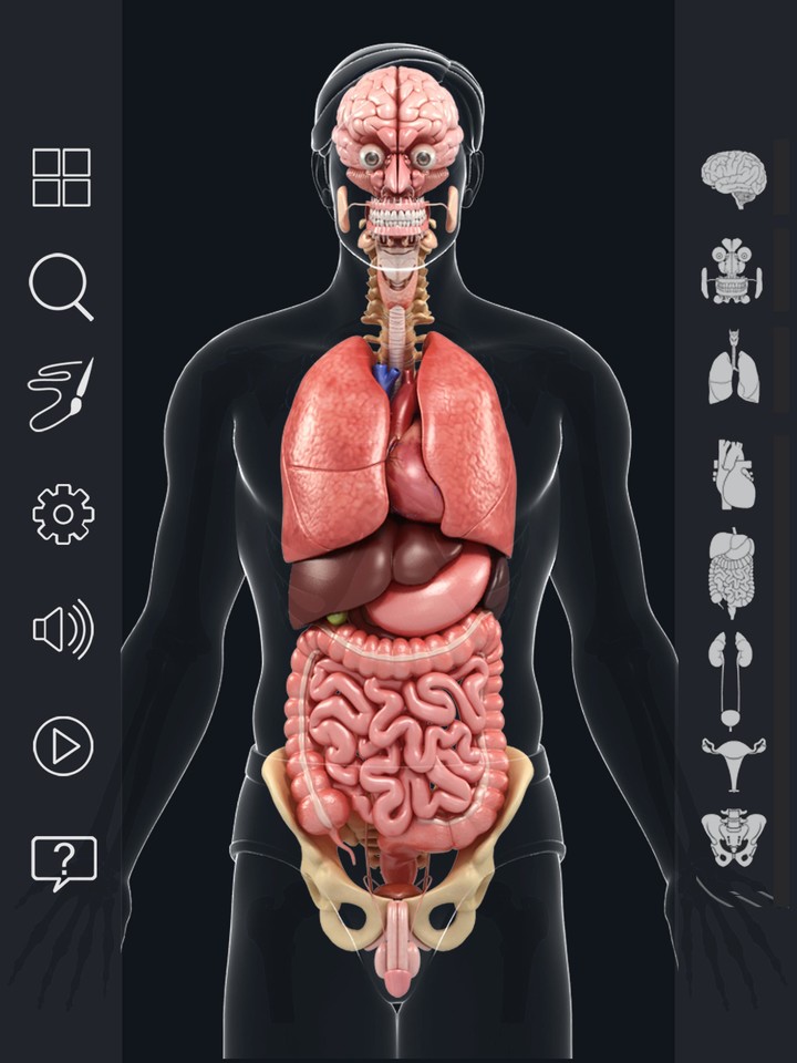 Organs Anatomy Pro. screenshot image 11_funmod.online