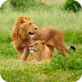 Lion HD Wallpaper1.16_rowtechapk.com