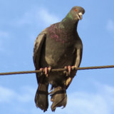 Birds attack2.25_funmod.online