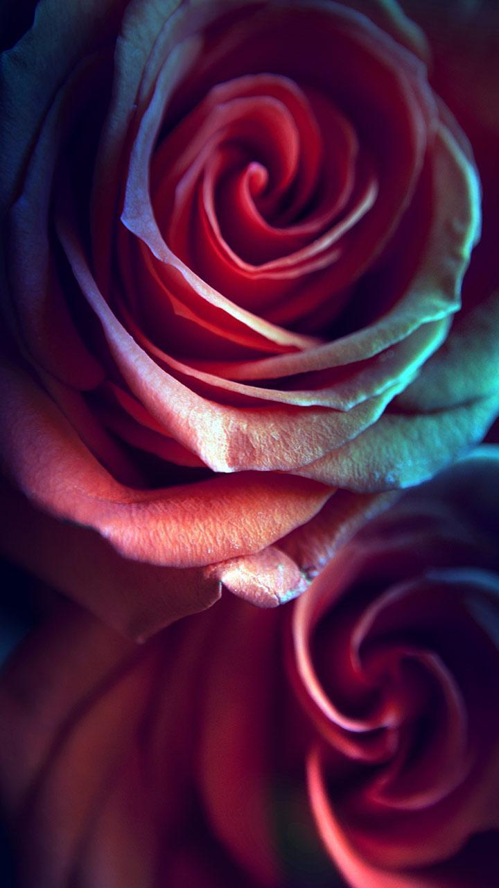 Rose Live Wallpaper screenshot image 8_funmod.online