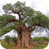 eTrees of Southern Africa<span>(Paid for free)</span>1.1.0_funmod.online