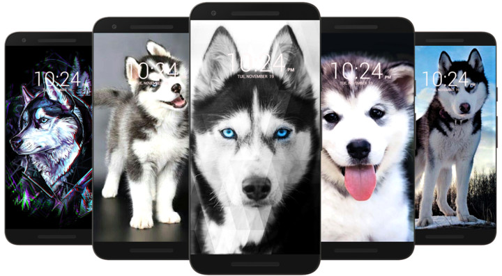 Husky Dog Wallpaper HD screenshot image 4_funmod.online