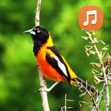 Canto Do Corrupião4.0_funmod.online