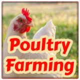 Poultry Farming - Chicken Farm - Chicken Egg Farm1.1_funmod.online