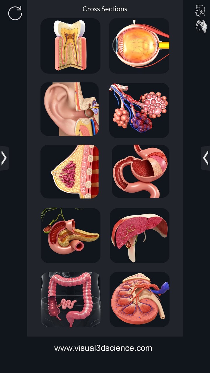 Organs Anatomy Pro. screenshot image 2_funmod.online
