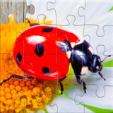 Insect Jigsaw Puzzle Game Kids35.0_funmod.online