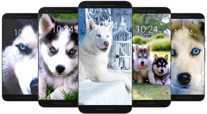 Husky Dog Wallpaper HD screenshot image 2_funmod.online