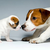 Jack Russell Terrier Simulator<span>(Unlimited money)</span>1.0.3_funmod.online