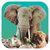 Ark Nova<span>(Unlock full content)</span>1.0.1_funmod.online