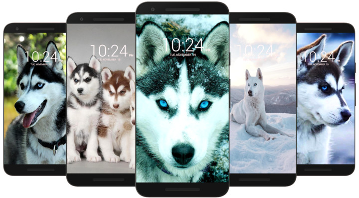 Husky Dog Wallpaper HD screenshot image 3_funmod.online