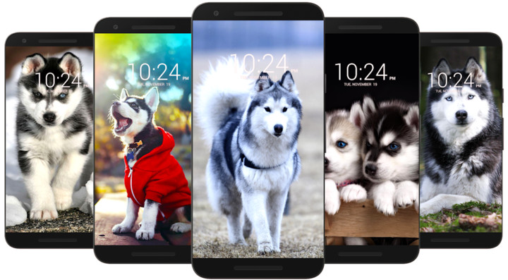 Husky Dog Wallpaper HD screenshot image 1_funmod.online