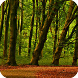 Forest Wallpaper1.02_funmod.online